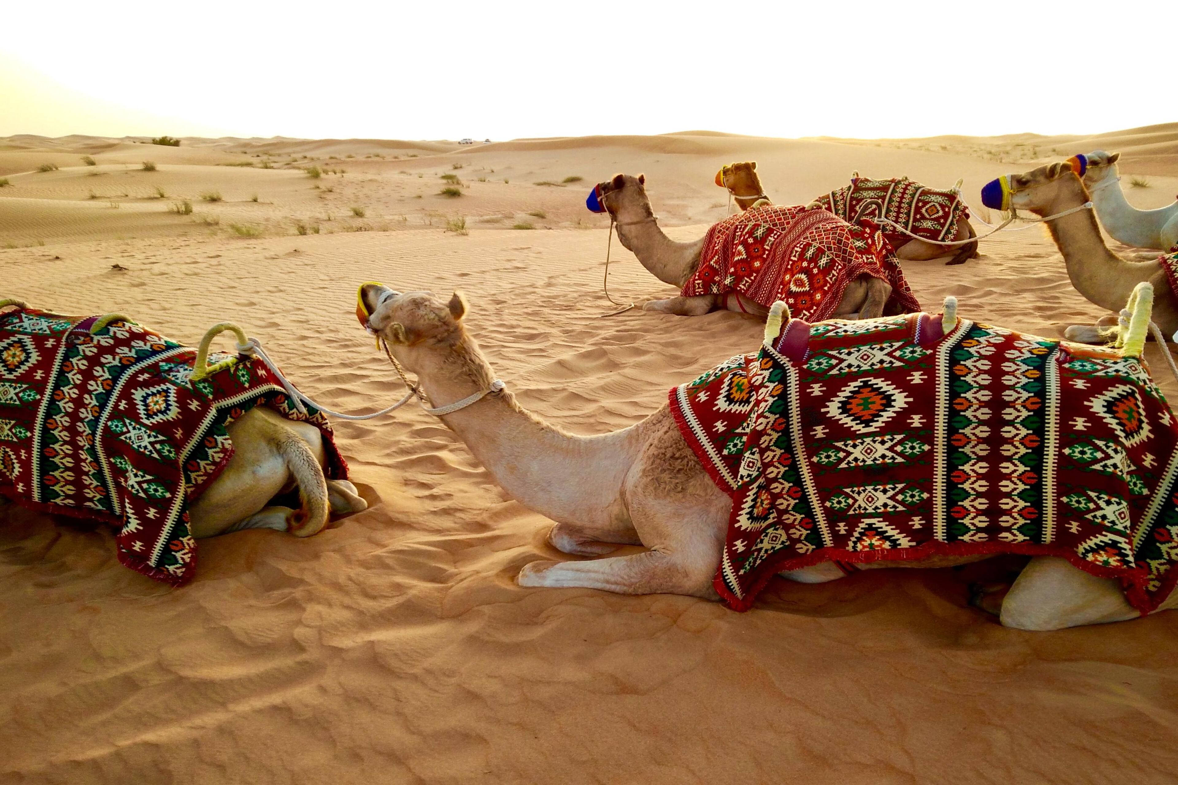 Last minute vakantie Dubai