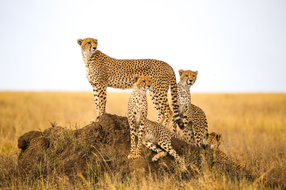 Vakantie Tanzania