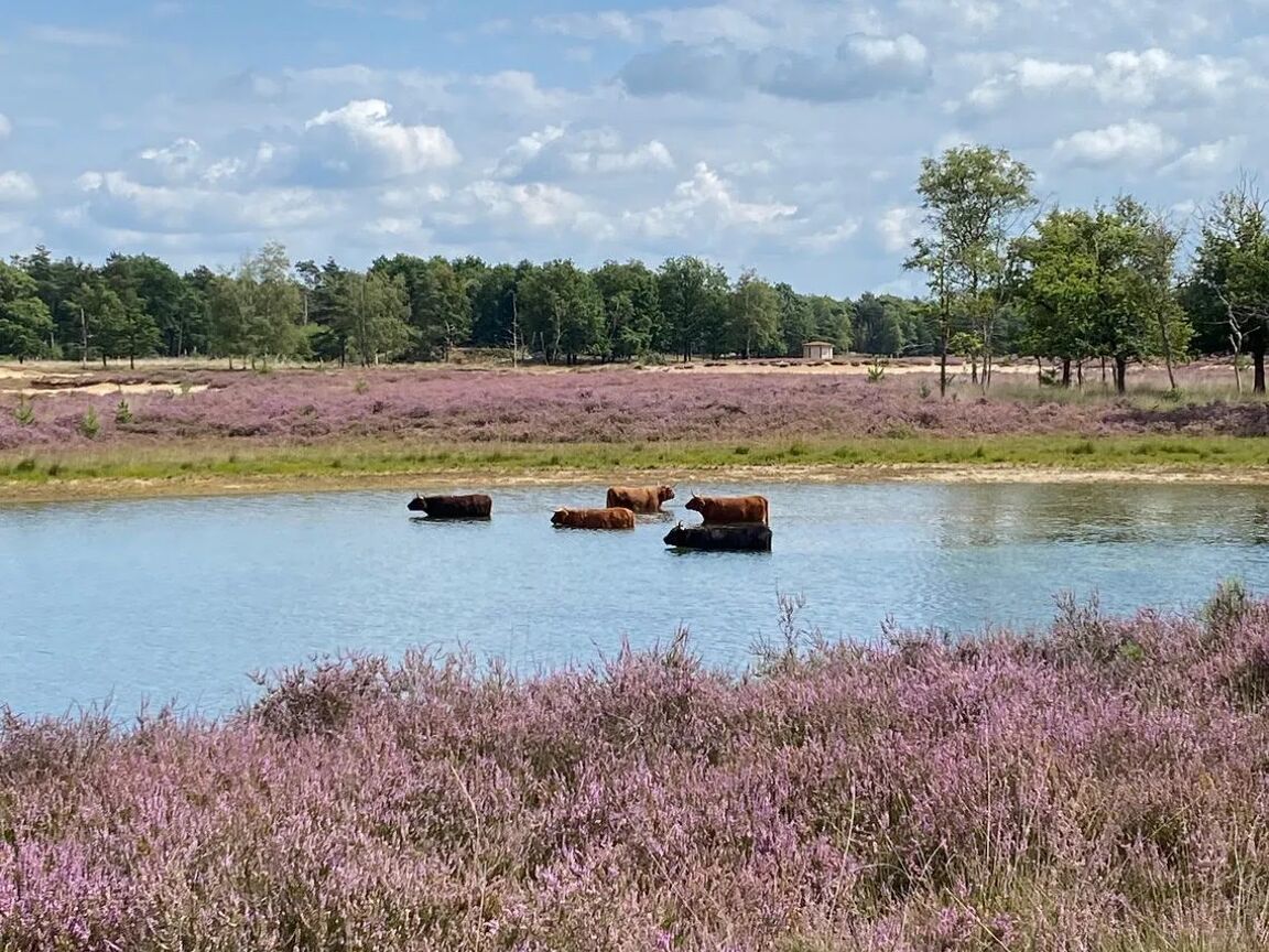 De Heihorsten