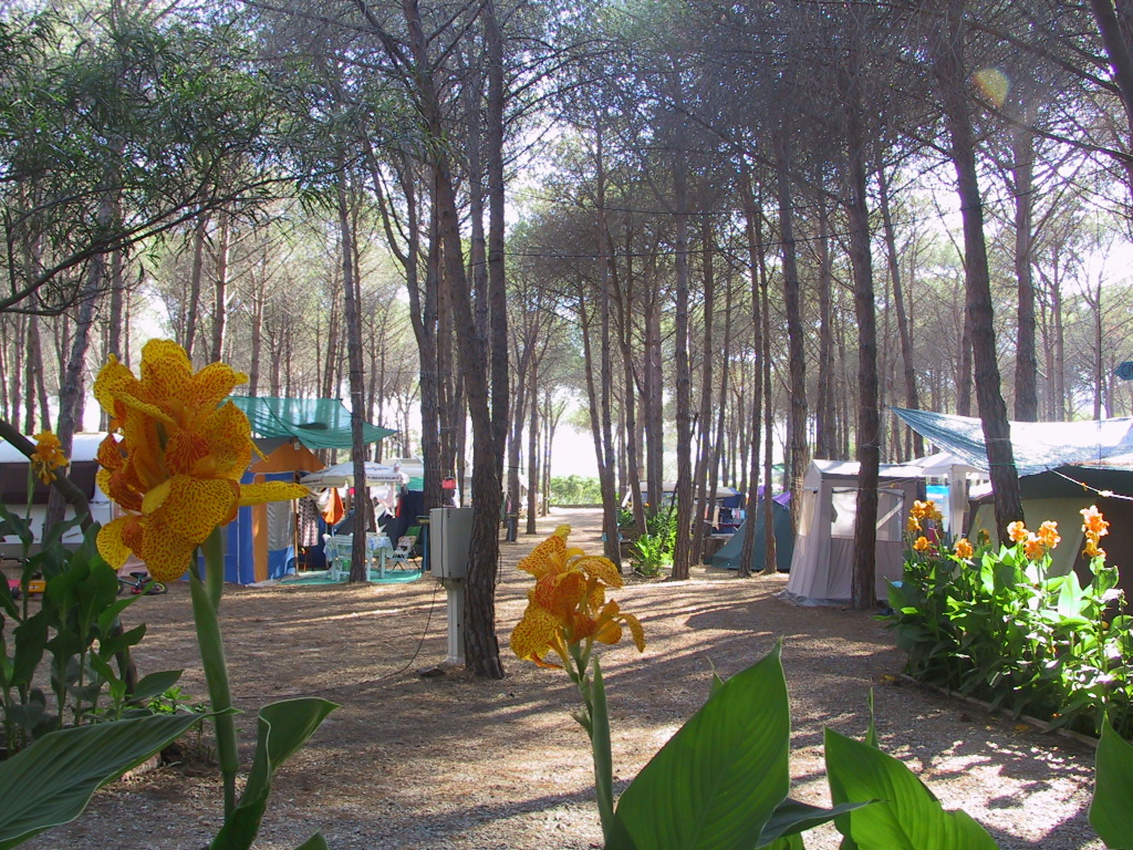 Selema