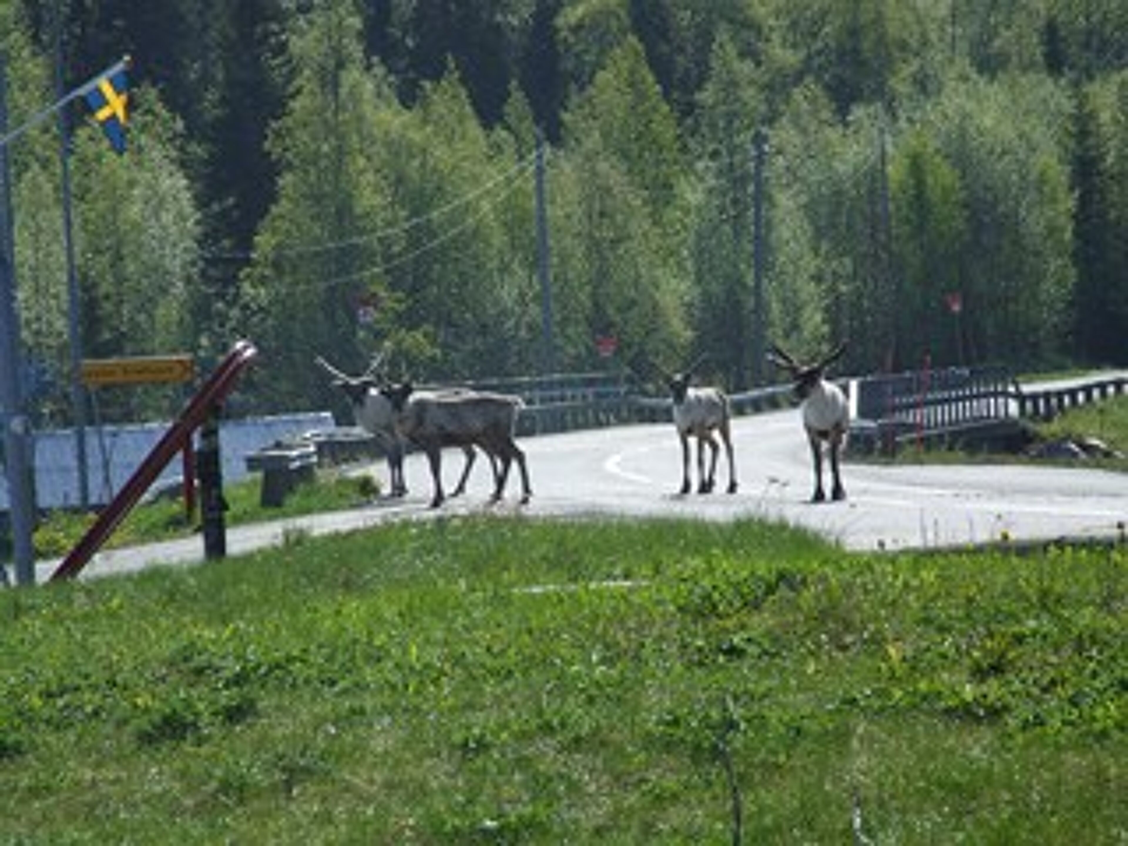 Kallsedets Camping & Stugor