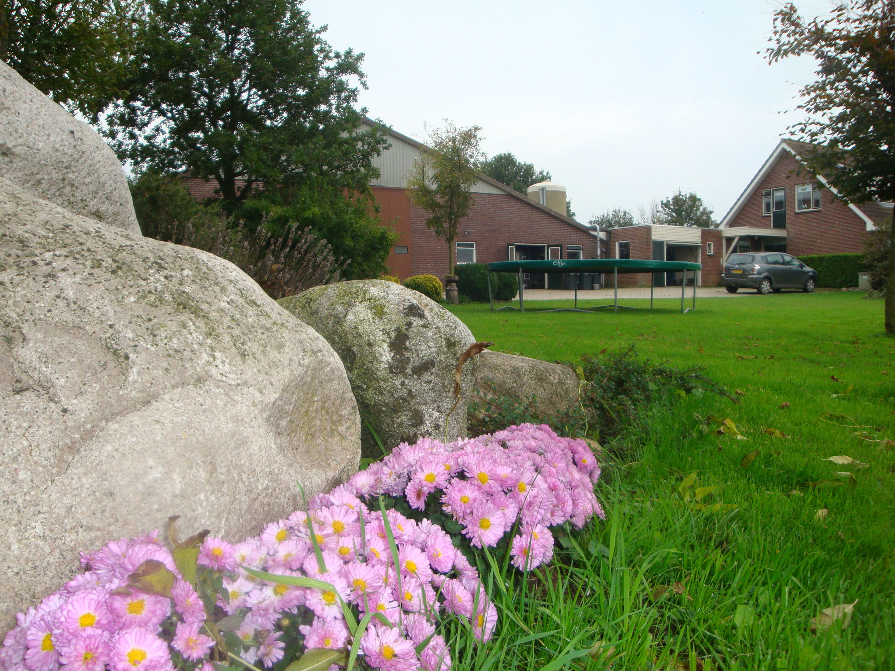 De Zwanebloem