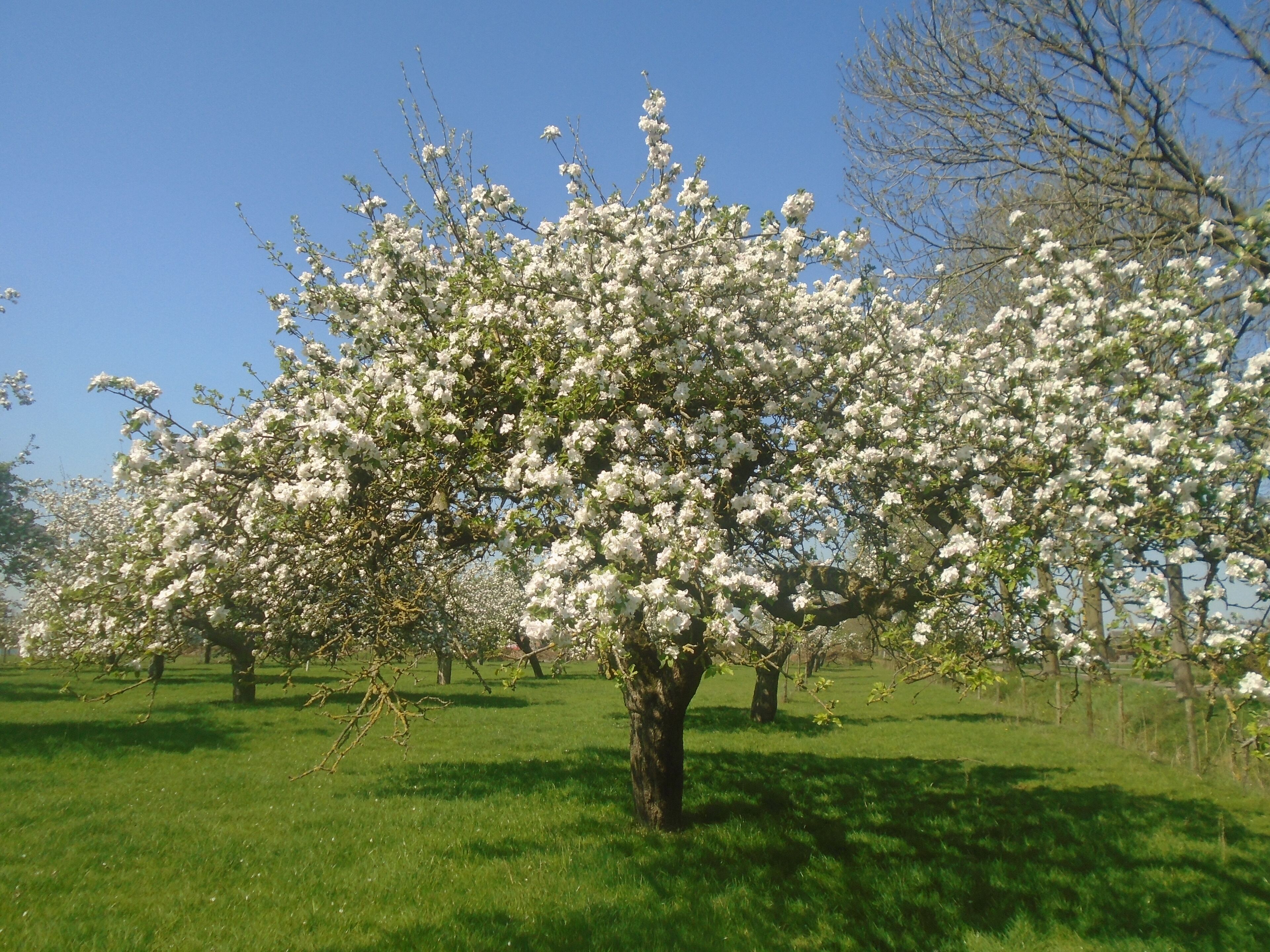 camping de Vijverhof
