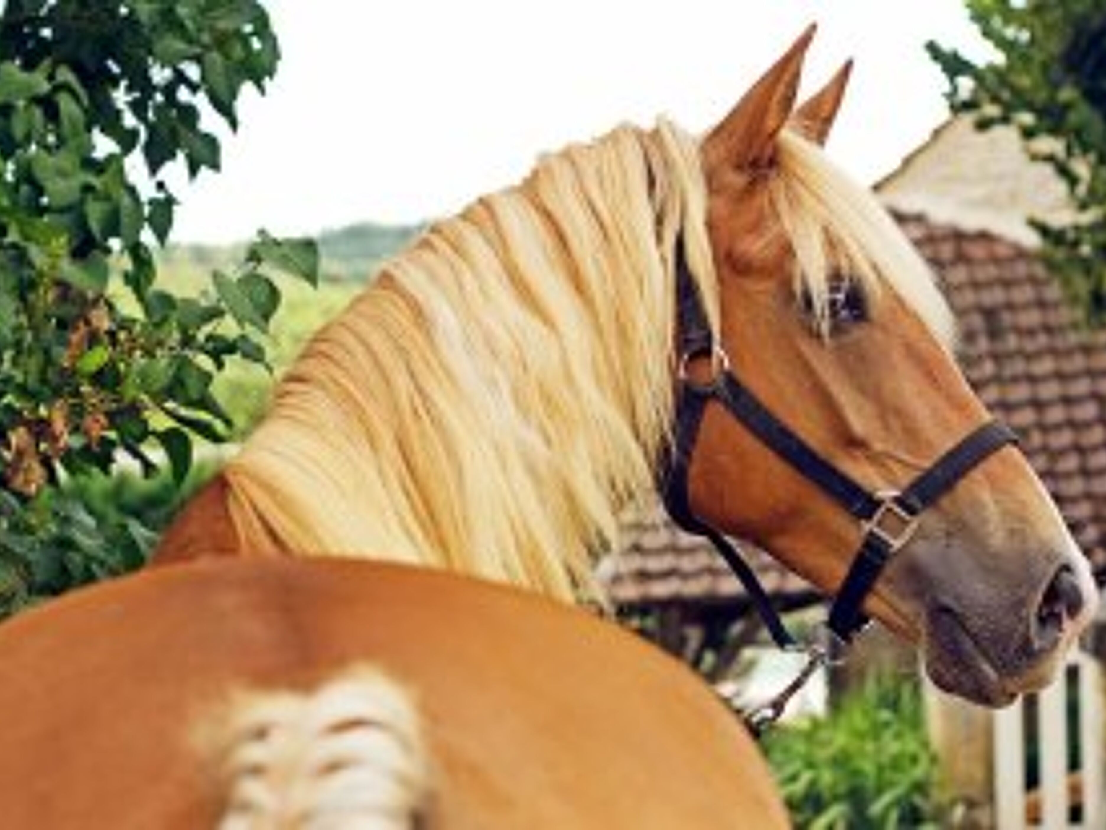Vakantieboerderij Centre Equestre Du Passe-Temps
